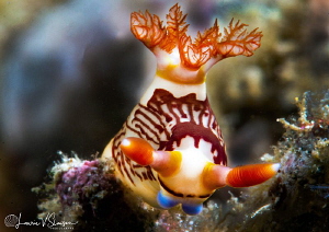 Nembrotha lineolata/Photographed with a 60 mm macro lens ... by Laurie Slawson 